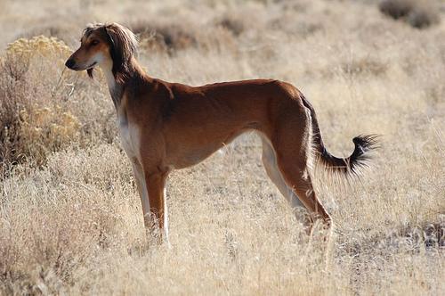 https://images.dog.ceo/breeds/saluki/n02091831_410.jpg