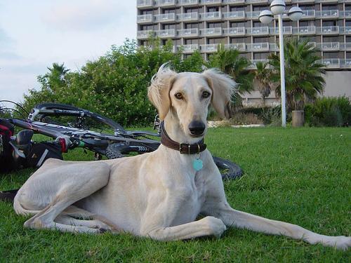 https://images.dog.ceo/breeds/saluki/n02091831_4142.jpg