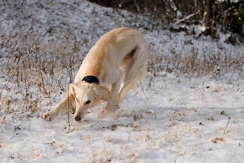 https://images.dog.ceo/breeds/saluki/n02091831_4246.jpg