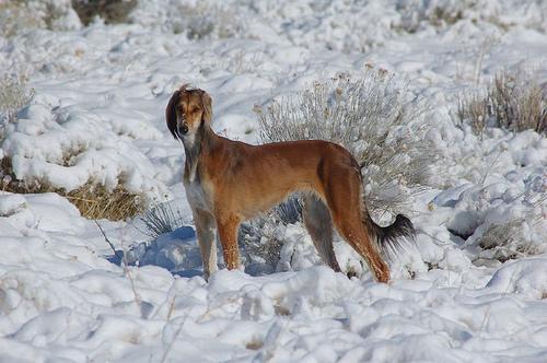 https://images.dog.ceo/breeds/saluki/n02091831_4259.jpg