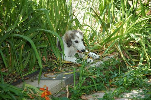 https://images.dog.ceo/breeds/saluki/n02091831_4644.jpg