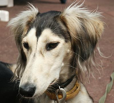 https://images.dog.ceo/breeds/saluki/n02091831_4755.jpg