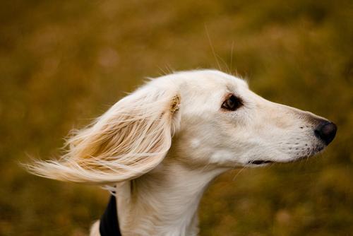 https://images.dog.ceo/breeds/saluki/n02091831_4980.jpg