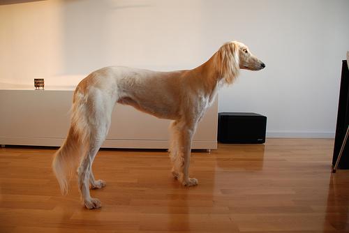 https://images.dog.ceo/breeds/saluki/n02091831_5123.jpg