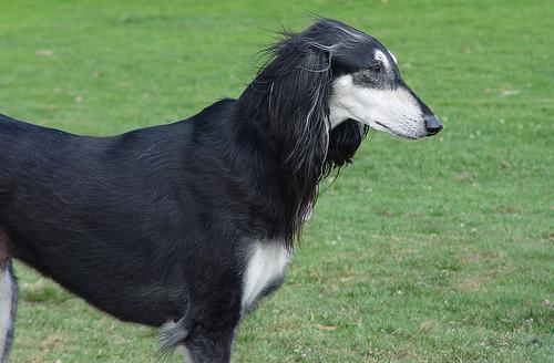 https://images.dog.ceo/breeds/saluki/n02091831_5244.jpg