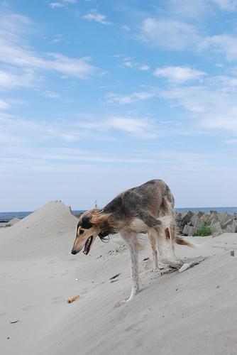 https://images.dog.ceo/breeds/saluki/n02091831_5359.jpg