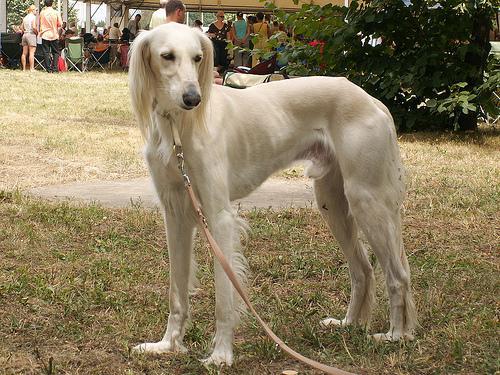 https://images.dog.ceo/breeds/saluki/n02091831_5369.jpg