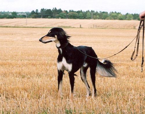 https://images.dog.ceo/breeds/saluki/n02091831_5436.jpg