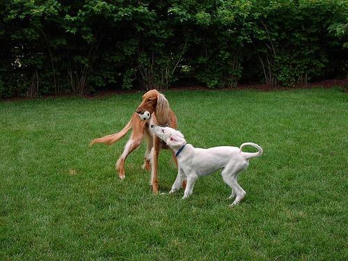 https://images.dog.ceo/breeds/saluki/n02091831_5482.jpg