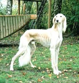 https://images.dog.ceo/breeds/saluki/n02091831_5596.jpg