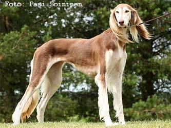 https://images.dog.ceo/breeds/saluki/n02091831_5692.jpg