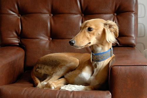 https://images.dog.ceo/breeds/saluki/n02091831_6114.jpg