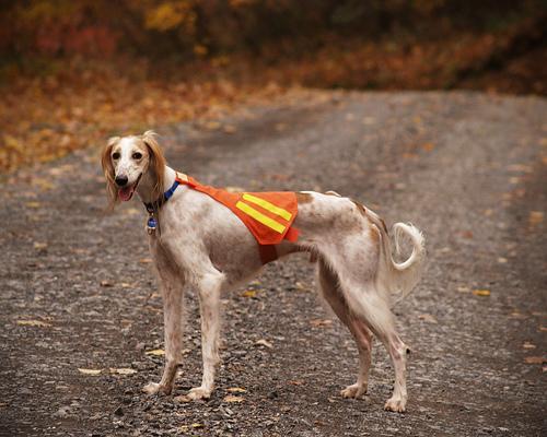 https://images.dog.ceo/breeds/saluki/n02091831_6139.jpg