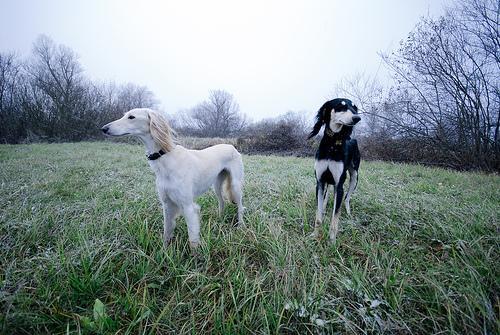 https://images.dog.ceo/breeds/saluki/n02091831_627.jpg