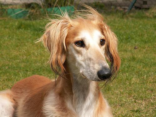 https://images.dog.ceo/breeds/saluki/n02091831_6308.jpg