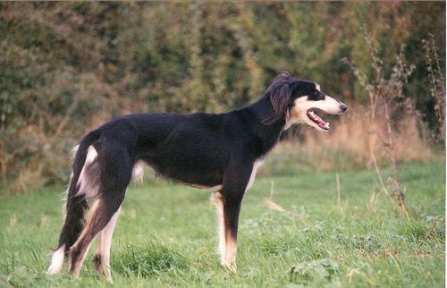 https://images.dog.ceo/breeds/saluki/n02091831_6427.jpg