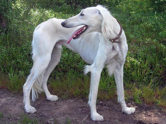 https://images.dog.ceo/breeds/saluki/n02091831_6582.jpg