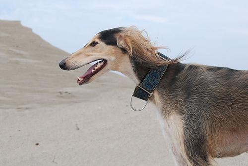 https://images.dog.ceo/breeds/saluki/n02091831_6757.jpg