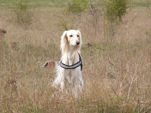 https://images.dog.ceo/breeds/saluki/n02091831_699.jpg