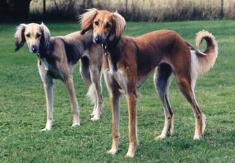 https://images.dog.ceo/breeds/saluki/n02091831_7030.jpg