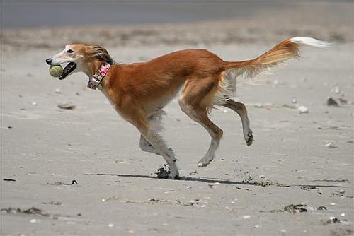 https://images.dog.ceo/breeds/saluki/n02091831_7066.jpg