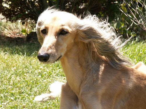 https://images.dog.ceo/breeds/saluki/n02091831_7169.jpg