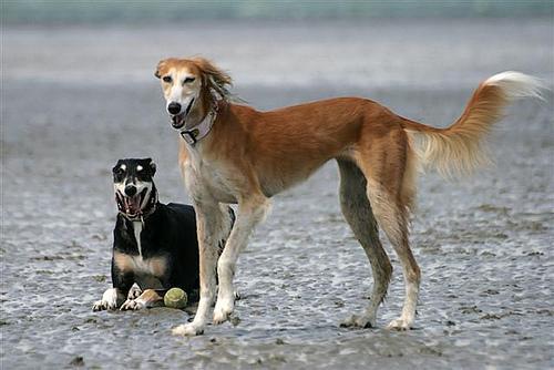 https://images.dog.ceo/breeds/saluki/n02091831_7237.jpg