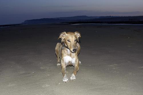 https://images.dog.ceo/breeds/saluki/n02091831_725.jpg