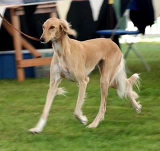 https://images.dog.ceo/breeds/saluki/n02091831_7287.jpg