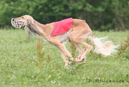 https://images.dog.ceo/breeds/saluki/n02091831_7393.jpg