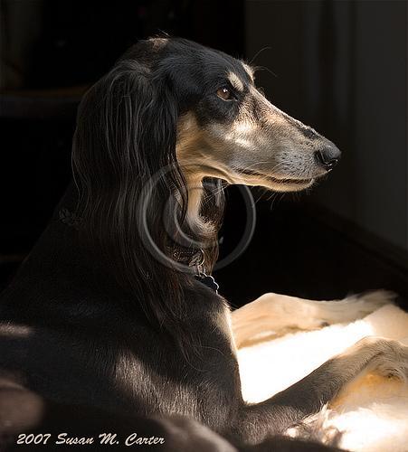 https://images.dog.ceo/breeds/saluki/n02091831_7497.jpg