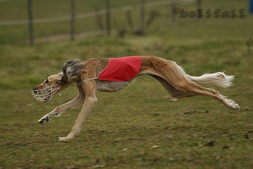 https://images.dog.ceo/breeds/saluki/n02091831_7769.jpg