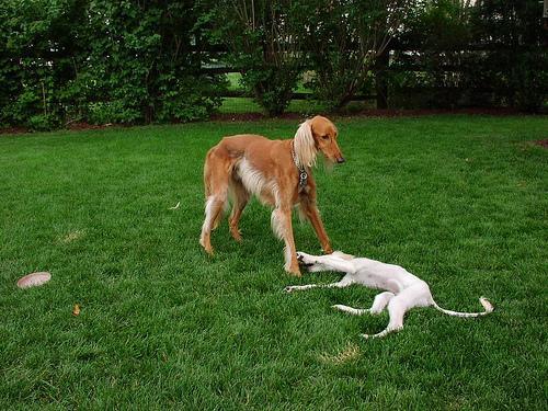 https://images.dog.ceo/breeds/saluki/n02091831_8028.jpg