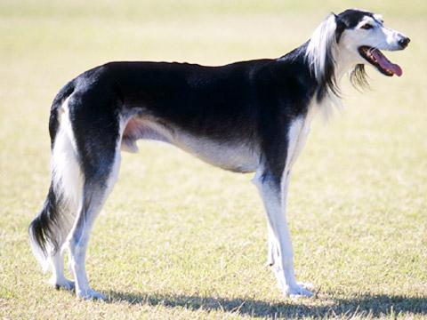 https://images.dog.ceo/breeds/saluki/n02091831_8160.jpg