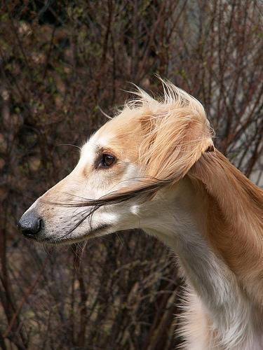 https://images.dog.ceo/breeds/saluki/n02091831_8223.jpg