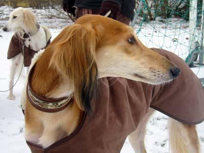 https://images.dog.ceo/breeds/saluki/n02091831_8401.jpg