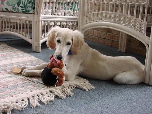 https://images.dog.ceo/breeds/saluki/n02091831_8404.jpg