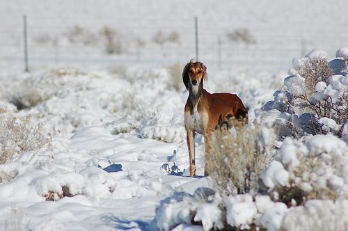 https://images.dog.ceo/breeds/saluki/n02091831_848.jpg