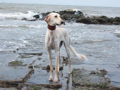 https://images.dog.ceo/breeds/saluki/n02091831_878.jpg