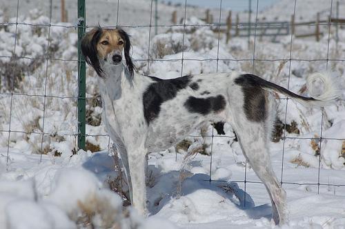 https://images.dog.ceo/breeds/saluki/n02091831_8843.jpg