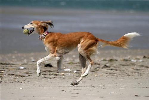 https://images.dog.ceo/breeds/saluki/n02091831_8847.jpg