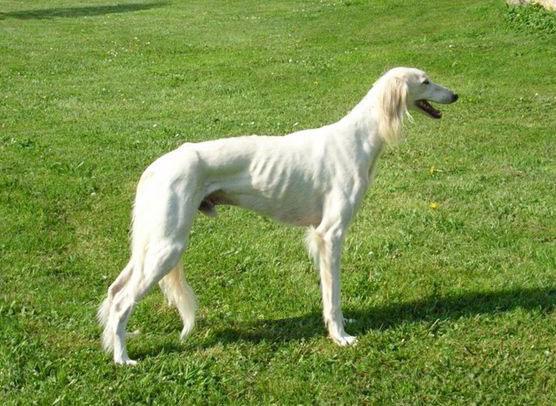 https://images.dog.ceo/breeds/saluki/n02091831_9190.jpg