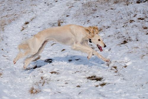 https://images.dog.ceo/breeds/saluki/n02091831_9263.jpg