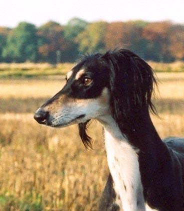 https://images.dog.ceo/breeds/saluki/n02091831_956.jpg