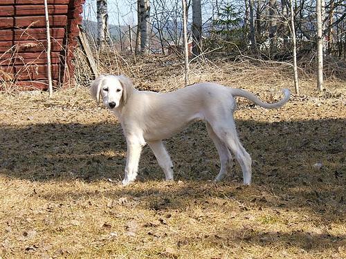 https://images.dog.ceo/breeds/saluki/n02091831_961.jpg