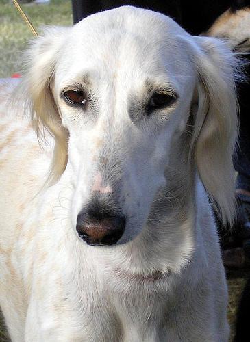 https://images.dog.ceo/breeds/saluki/n02091831_97.jpg