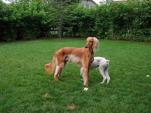 https://images.dog.ceo/breeds/saluki/n02091831_9856.jpg