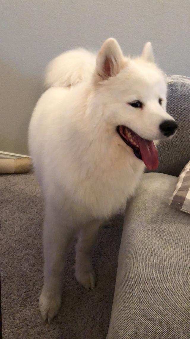 https://images.dog.ceo/breeds/samoyed/Ollie_Samoyed.jpg