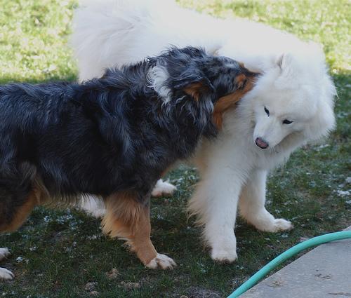 https://images.dog.ceo/breeds/samoyed/n02111889_1.jpg