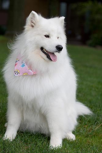 https://images.dog.ceo/breeds/samoyed/n02111889_10084.jpg